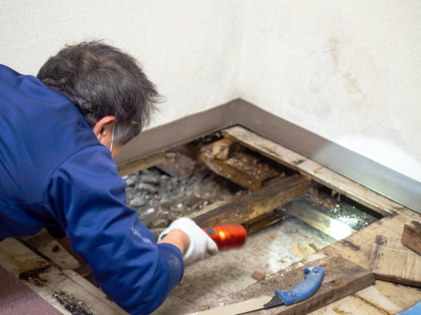 Best Mold Testing and Inspection Services in Newtown, OH
