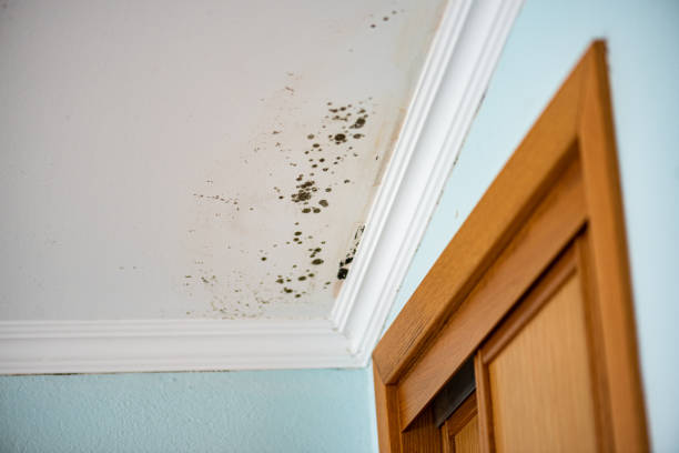 Best Kitchen Mold Remediation in Newtown, OH