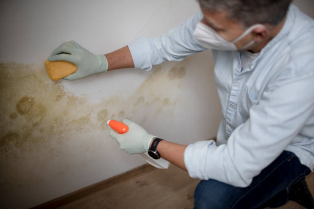 Best Insurance-Related Mold Remediation in Newtown, OH