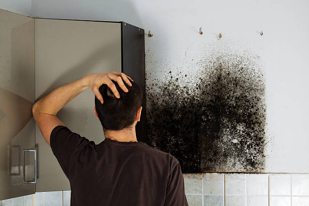 Best Basement Mold Remediation in Newtown, OH