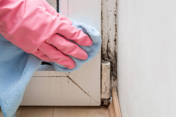 Best Residential Mold Remediation in Newtown, OH
