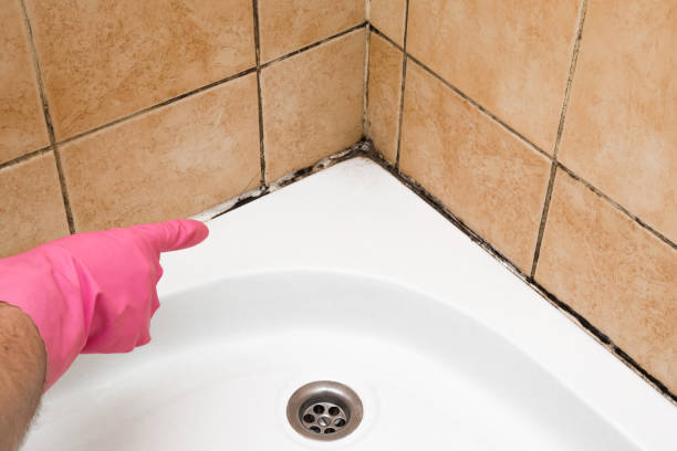 Best White Mold Remediation in Newtown, OH